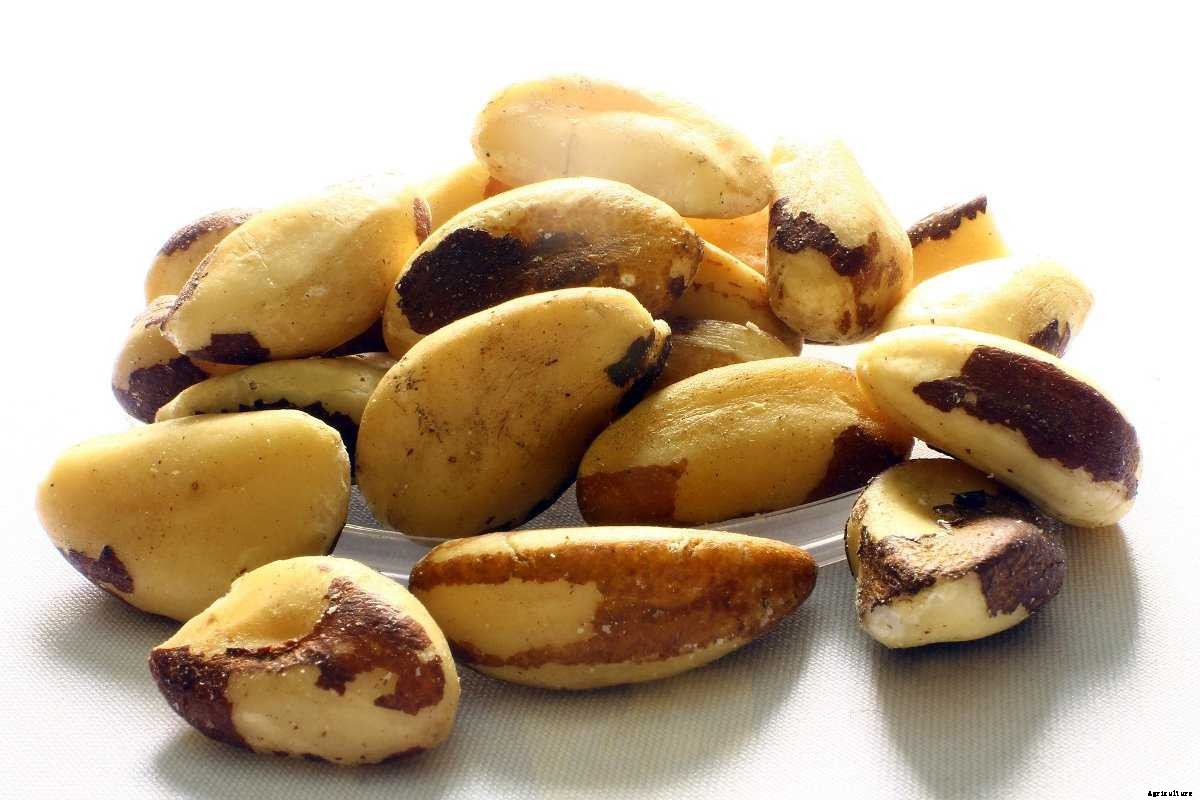 Brazil nut Cultivation – Farming In India