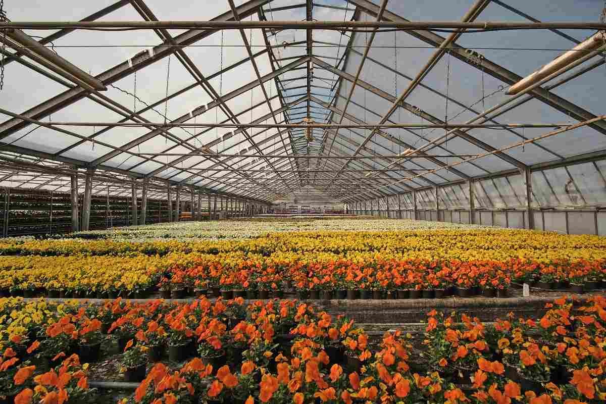 Greenhouse Flower Production In India