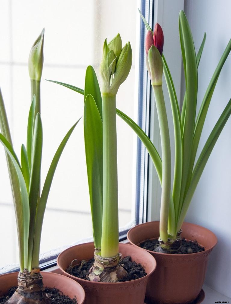 Indoor Plant Care Tips, Ideas In India