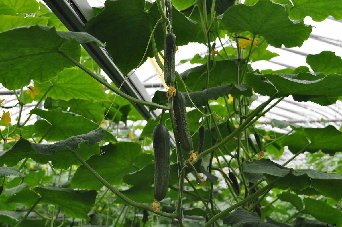 Organic Greenhouse Farming – Cultivation In India