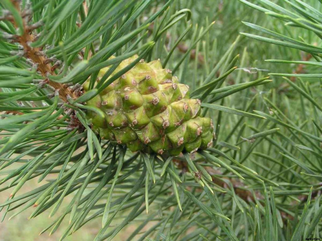 Pine Nut Cultivation – Farming, Production In India