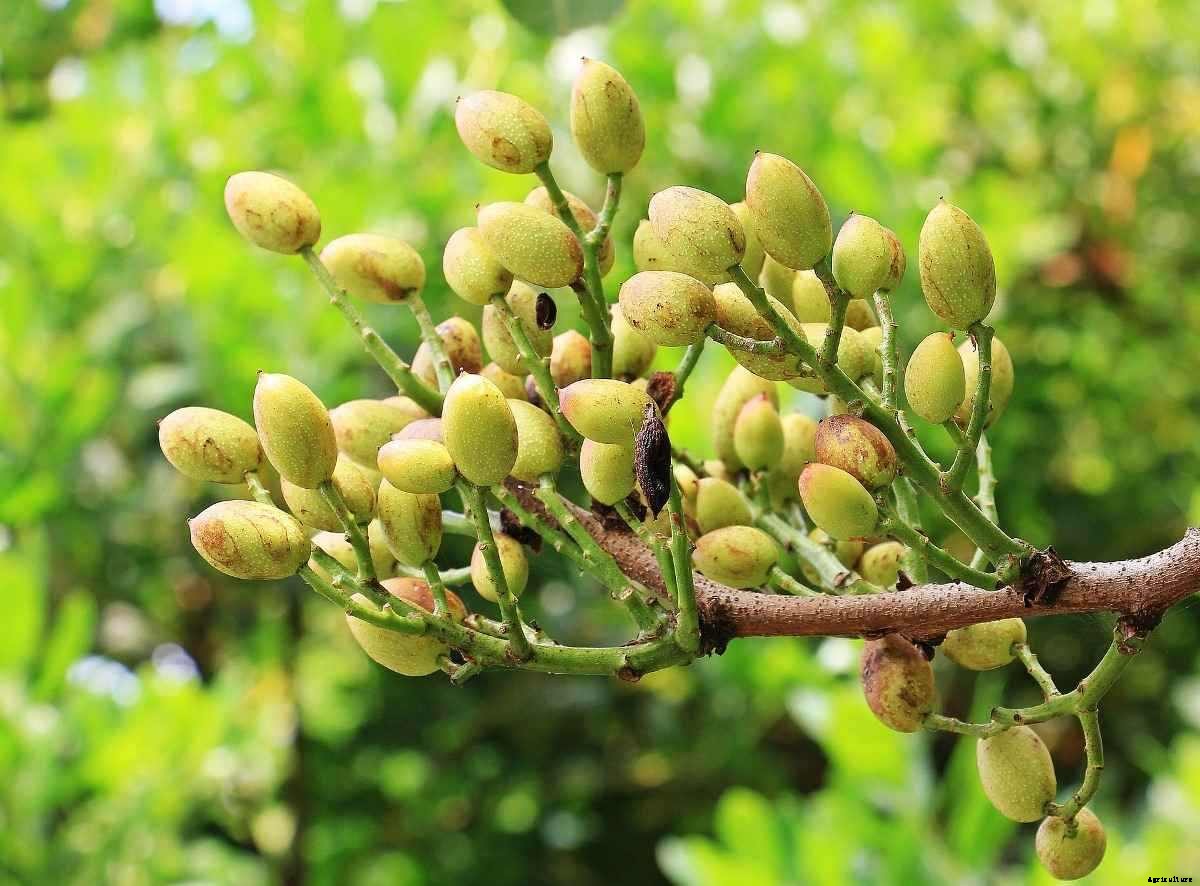 Organic Pistachio Farming – Production In India