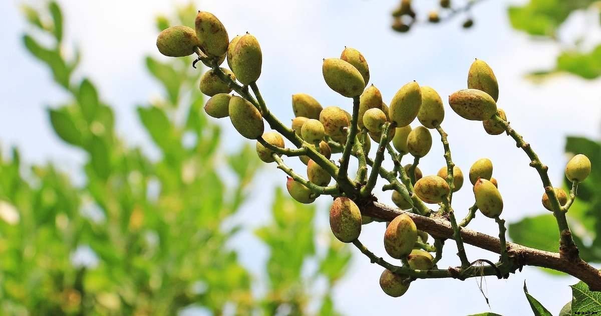 Organic Pistachio Farming – Production In India