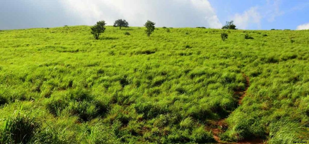 Organic Lemongrass Cultivation, Farming In India