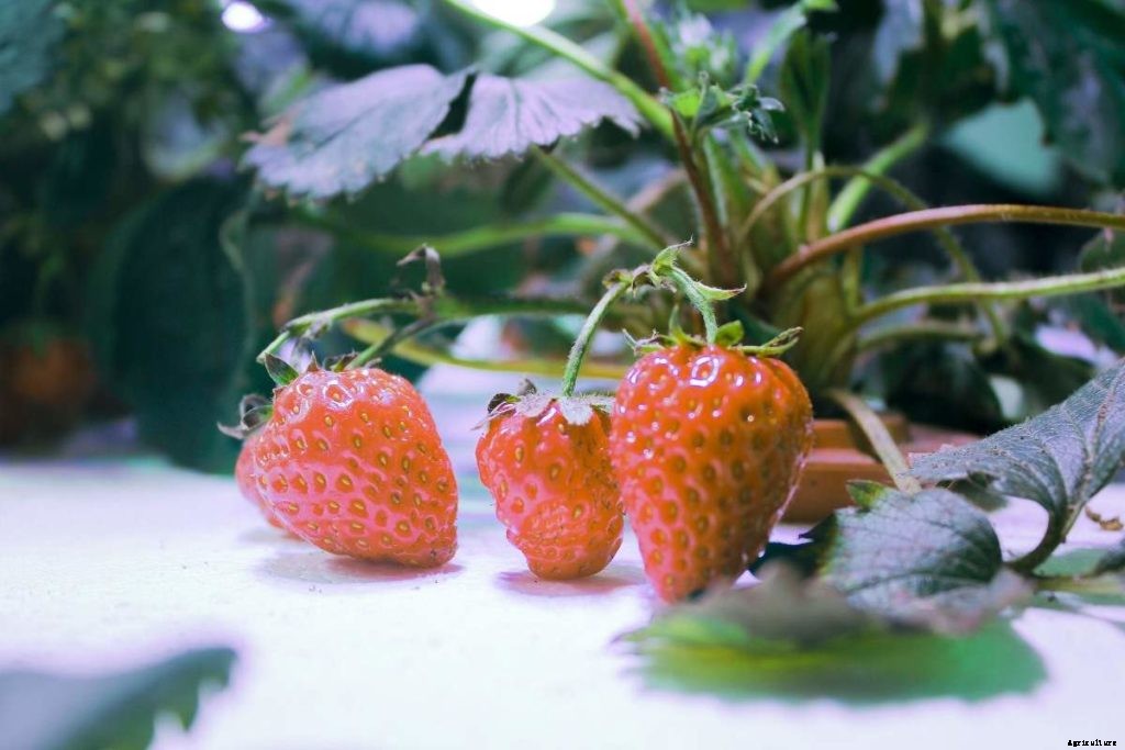 Hydroponic Farming Tips – Ideas, Benefits