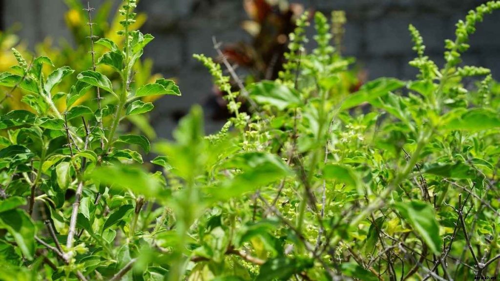 Growing Tulsi Organically – Cultivation, Farming