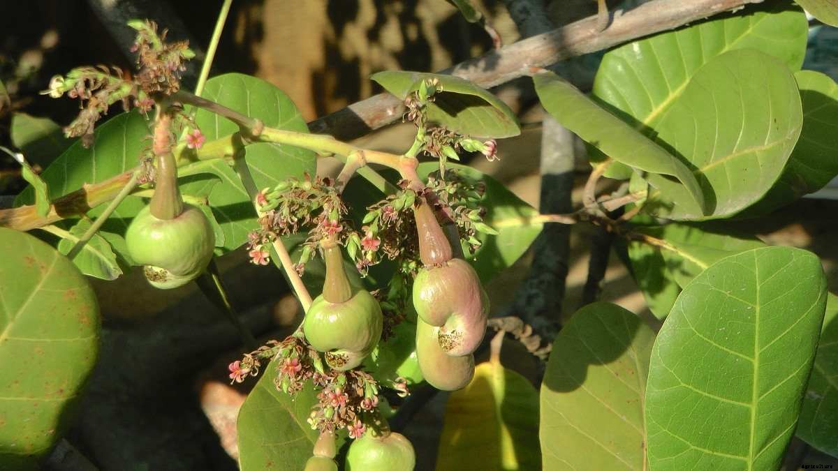 Organic Cashew Production (Kaju) – Cultivation In India