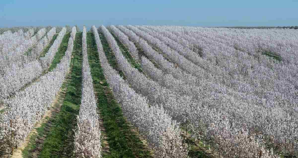 Organic Almond Farming -Production In India