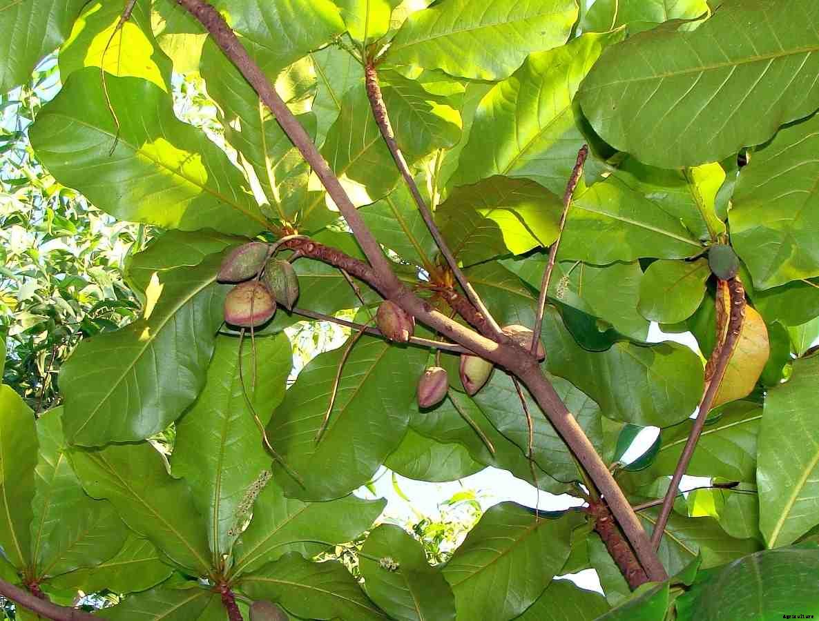 Organic Almond Farming -Production In India
