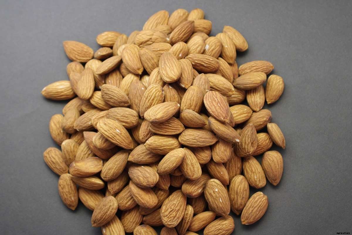 Organic Almond Farming -Production In India