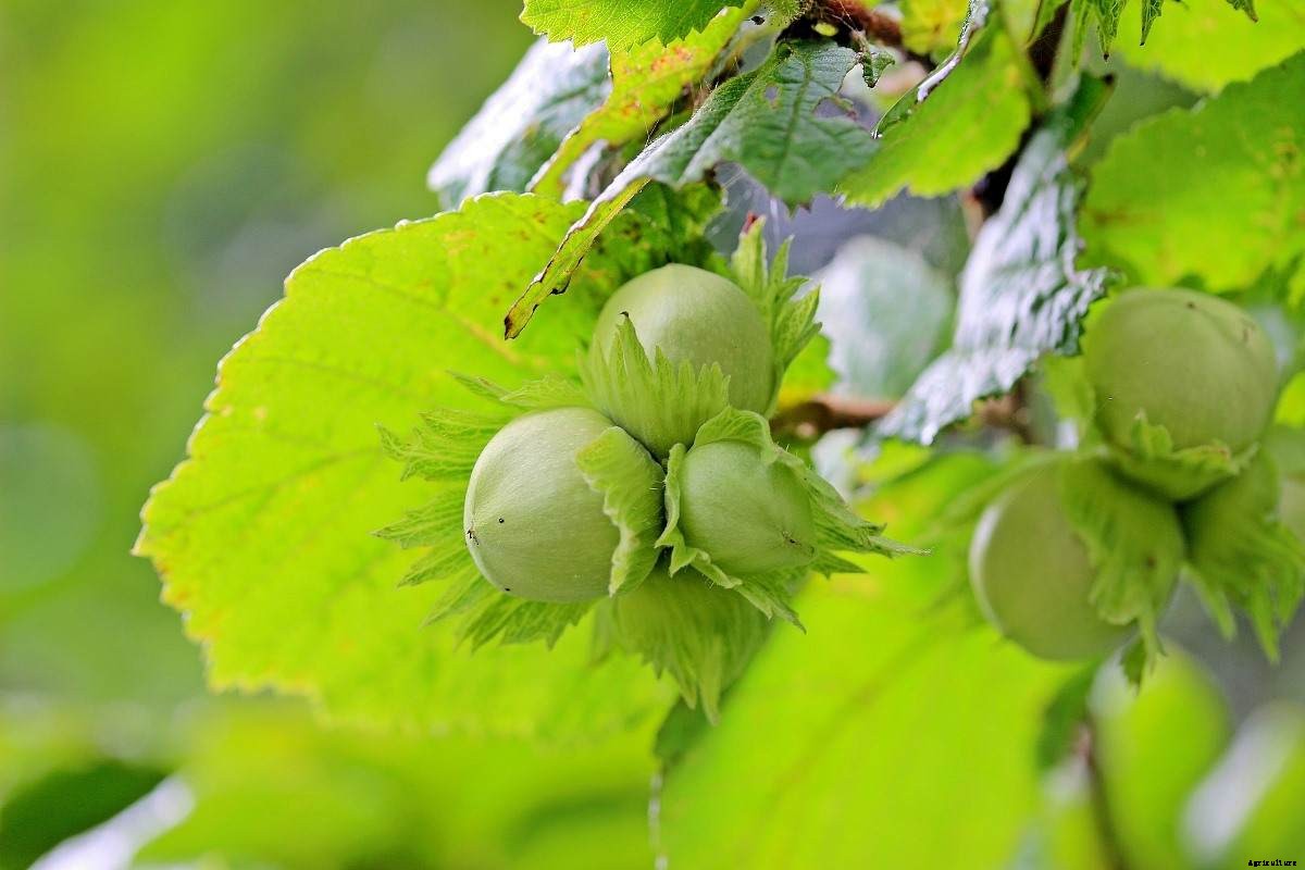 Hazelnut Farming, Cultivation, And Production