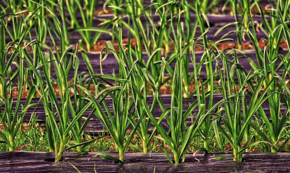 Protecting Crops From Weeds – Weed Control Methods