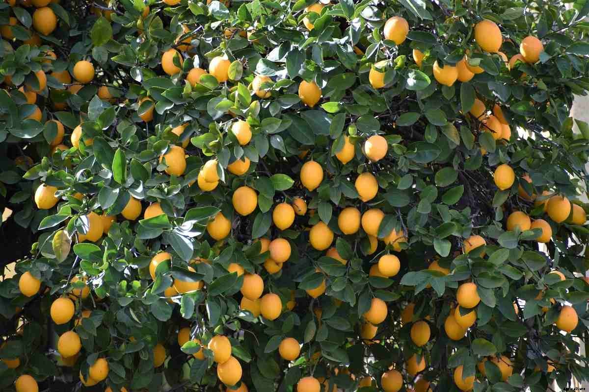 Organic Lemon Farming – Production Business Plan