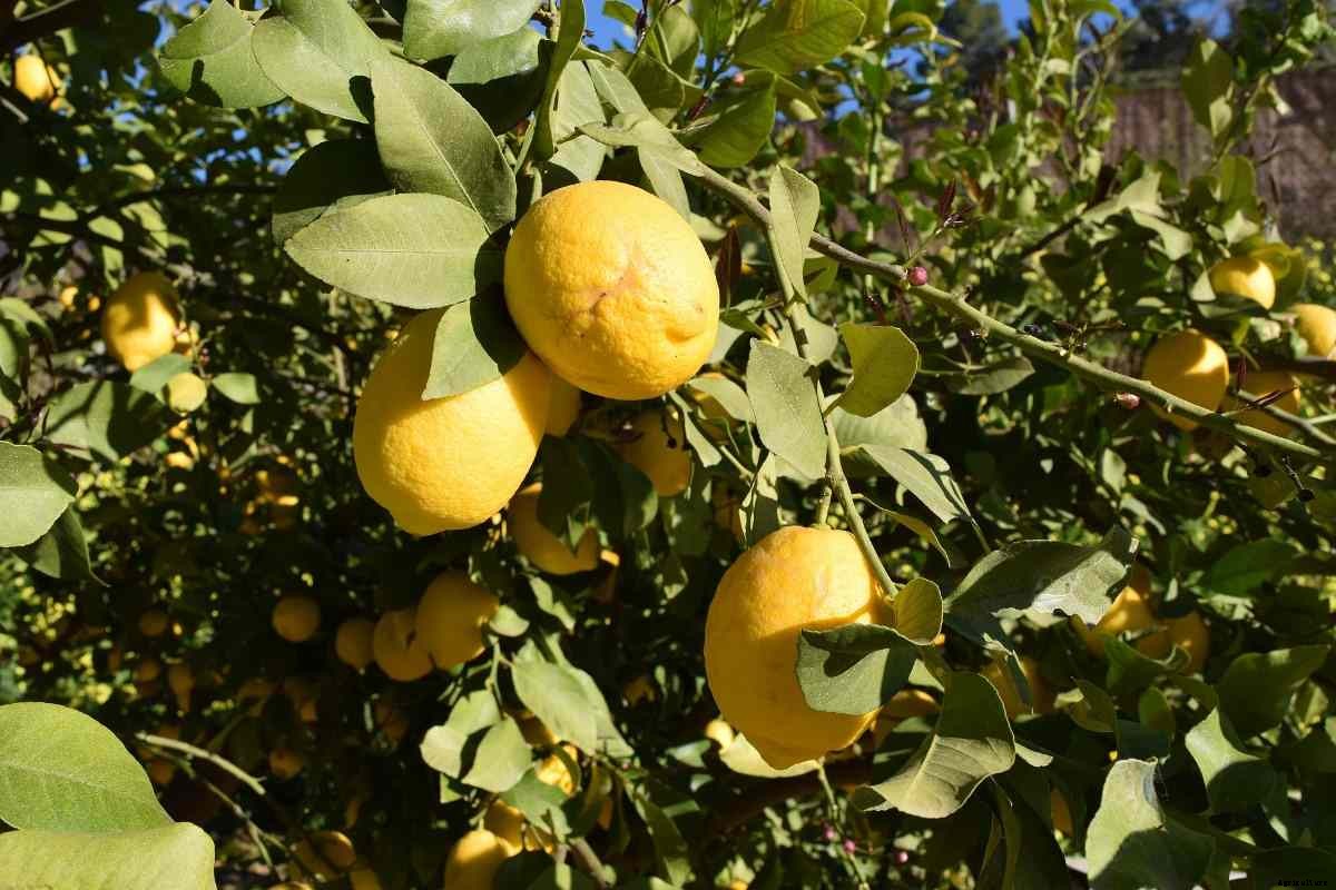 Organic Lemon Farming – Production Business Plan