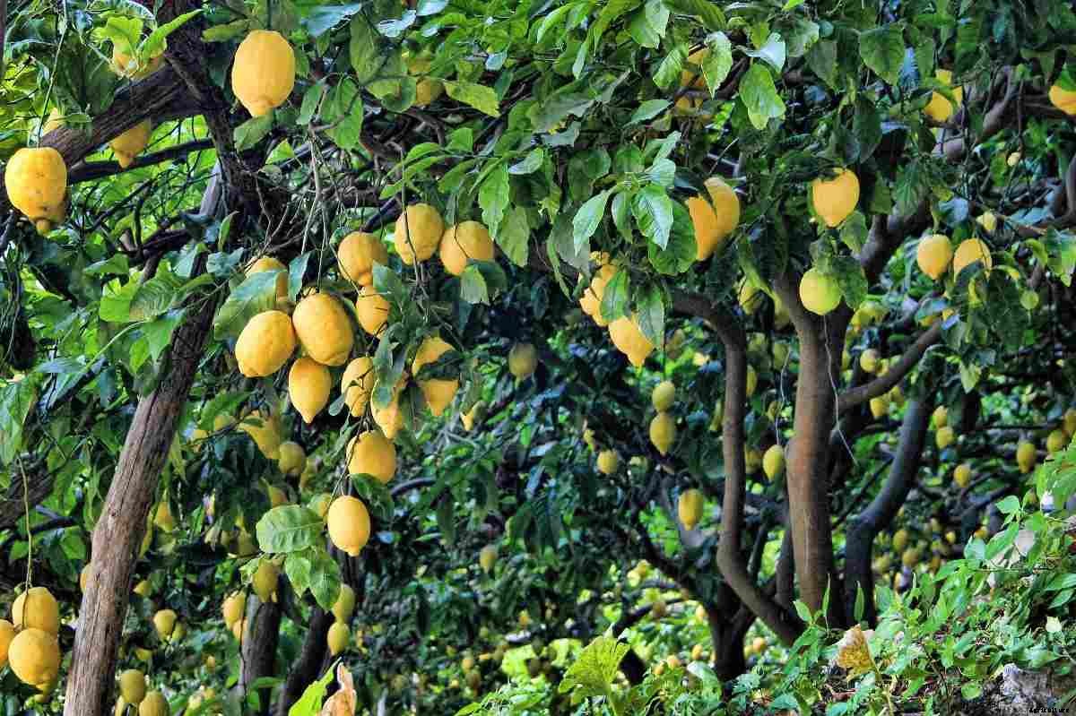 Organic Lemon Farming – Production Business Plan