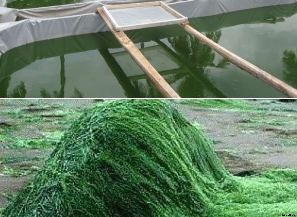 Organic Spirulina Farming – Cultivation, Growing Guide