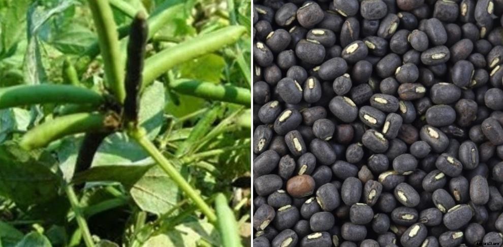 Organic Black Gram Farming -Production In India