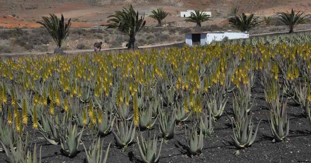 Organic Aloe Vera Farming – Production, Cultivation