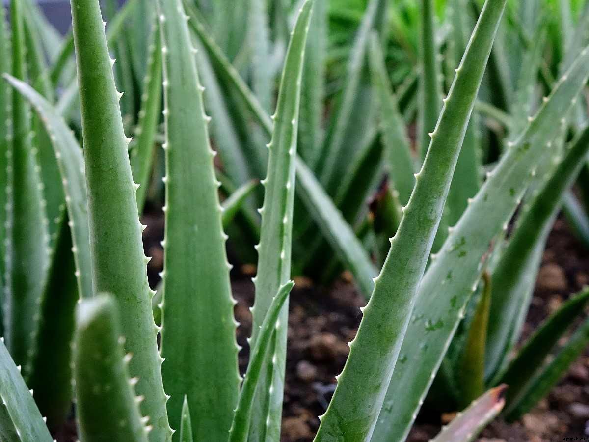 Organic Aloe Vera Farming – Production, Cultivation