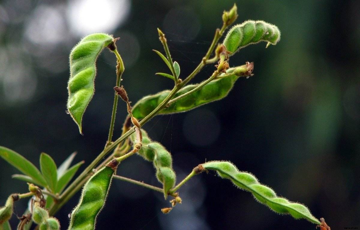 Organic Pigeon Pea Farming – Red Gram, Toor or Arhar