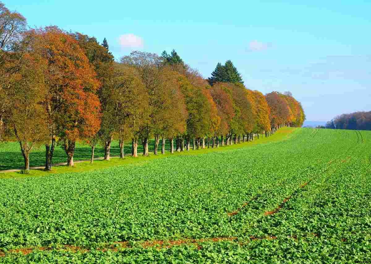 Green Manure In Organic Farming – Role, Advantages