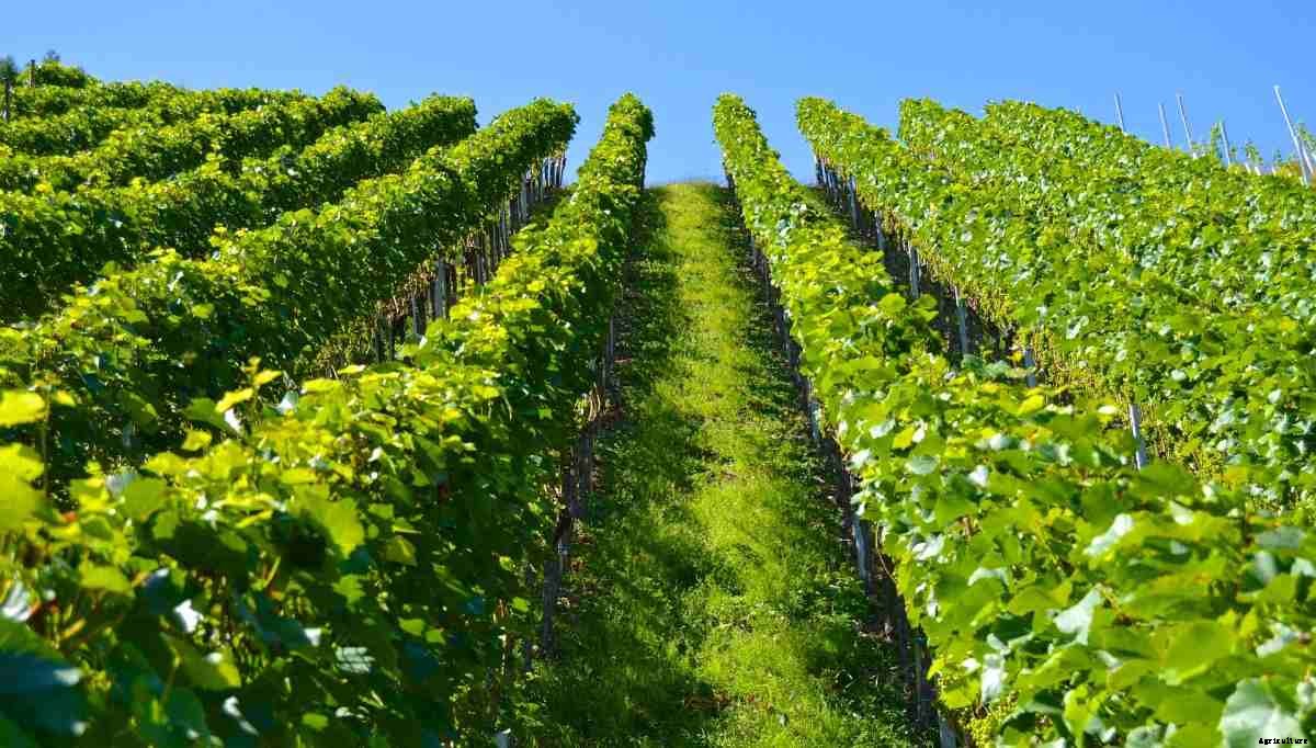 Alley Cropping System – Functions, Objectives, Benefits