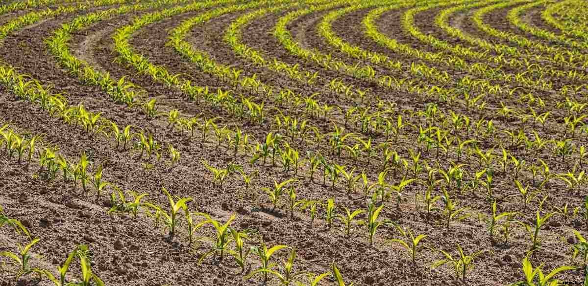 Organic Farming In India – Principles, Types, And Statistics