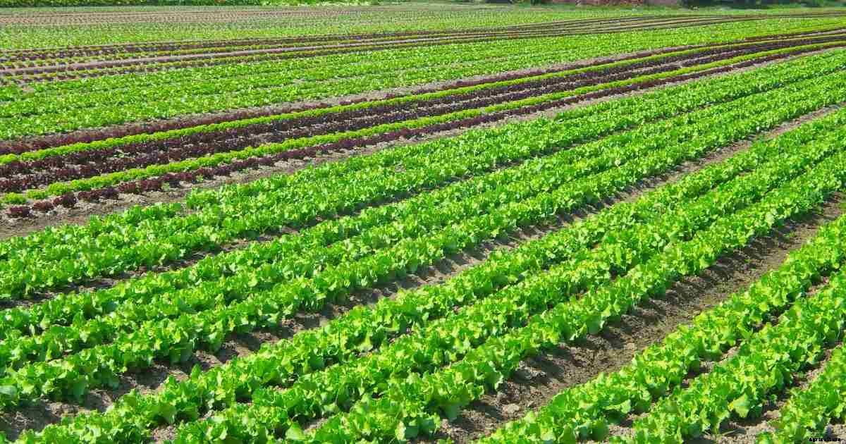 Regenerative Agriculture – Farming, Principles, Benefits