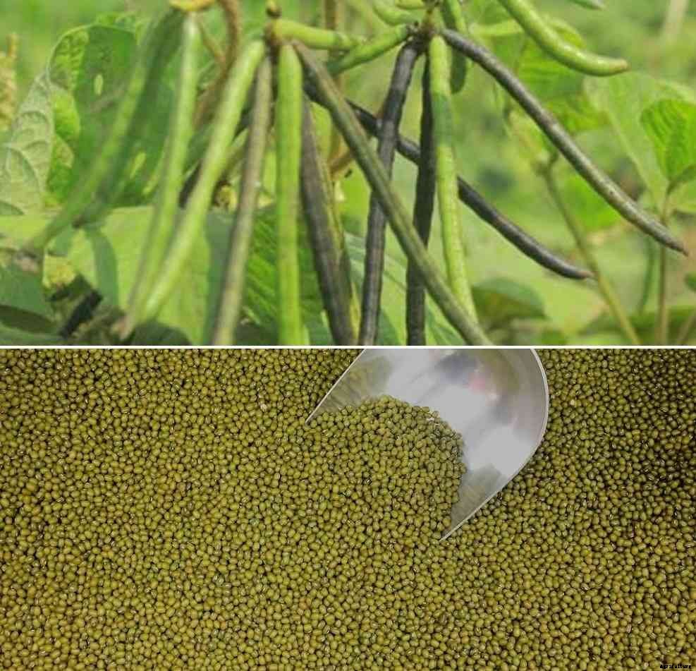 Organic Moong Dal Production -Cultivation, Farming