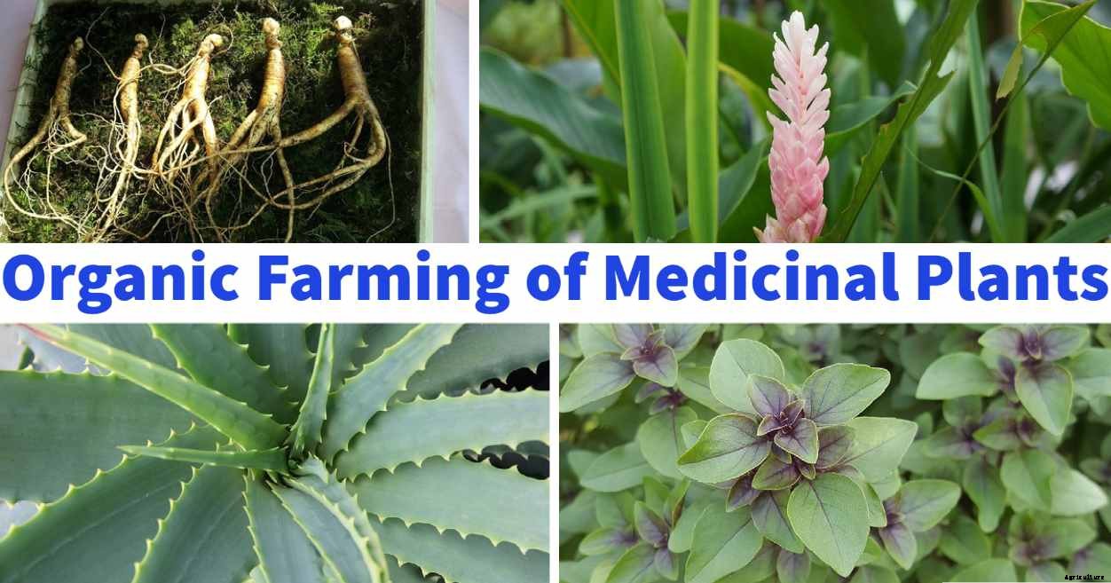 Organic Farming Of Medicinal Plants