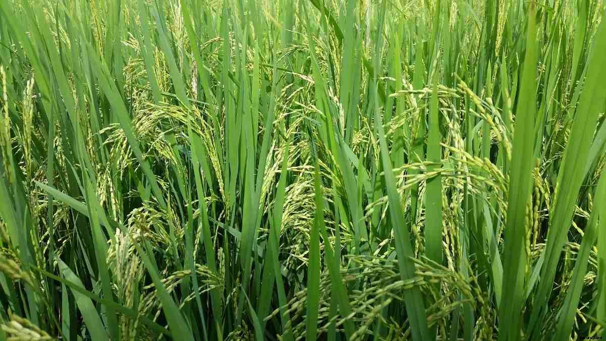 Organic Paddy Farming (Rice) – Production, Cultivation