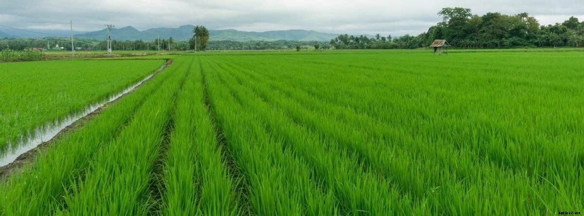 Organic Paddy Farming (Rice) – Production, Cultivation