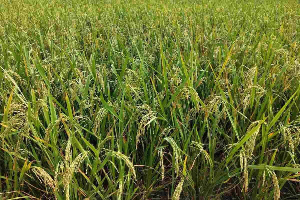 Organic Paddy Farming (Rice) – Production, Cultivation