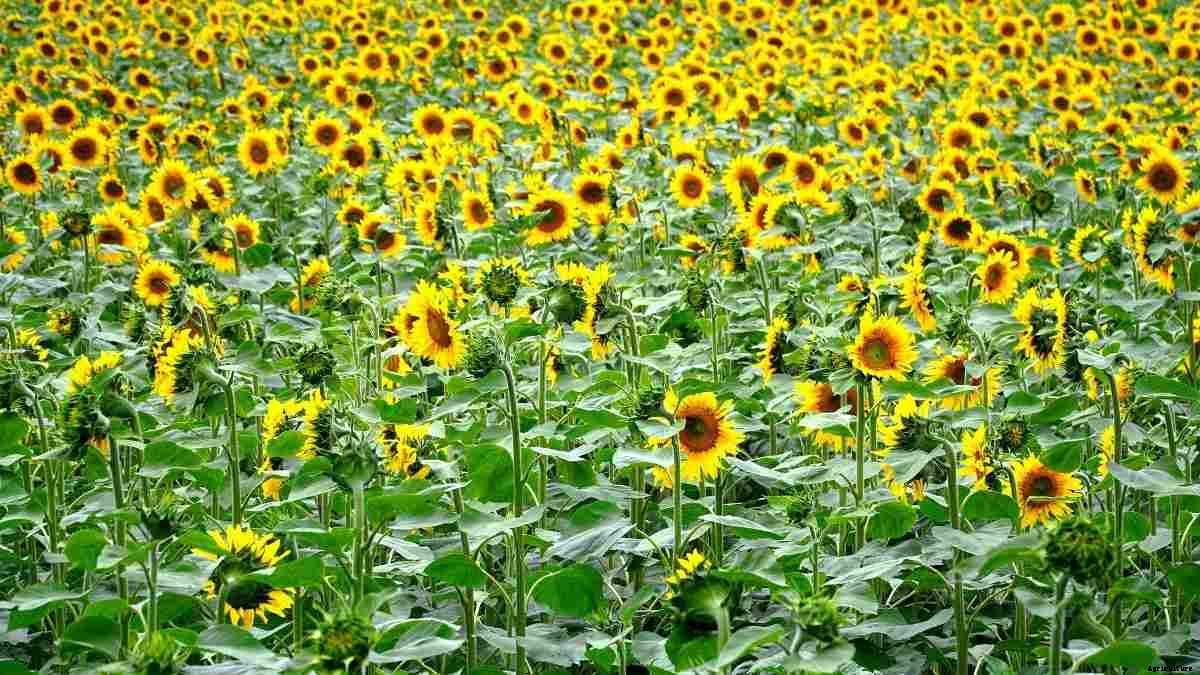 Organic Sunflower Production – Cultivation, Farming