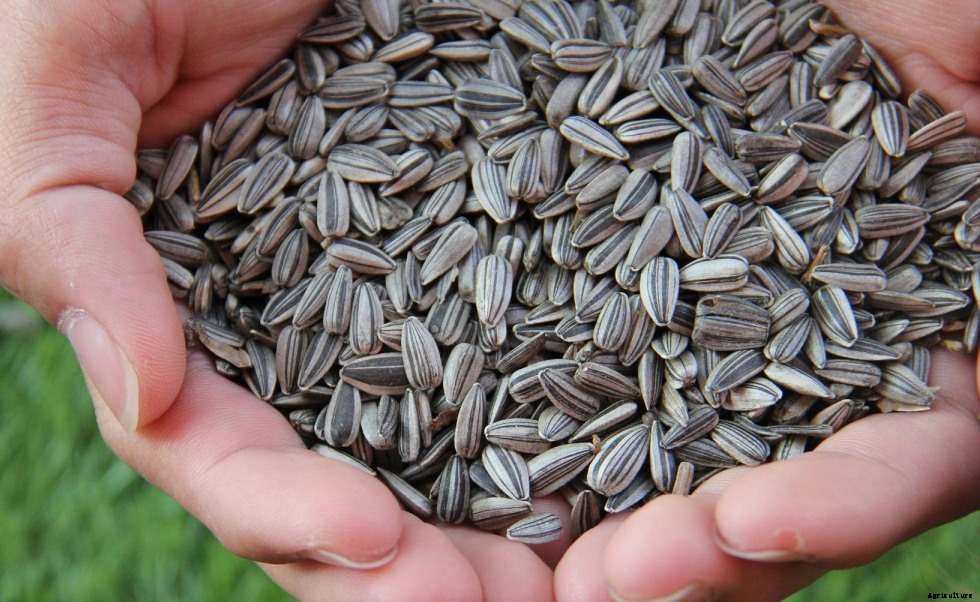 Organic Sunflower Production – Cultivation, Farming