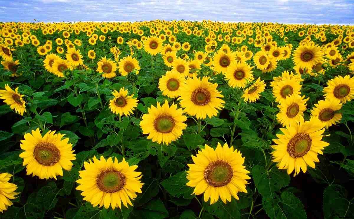 Organic Sunflower Production – Cultivation, Farming