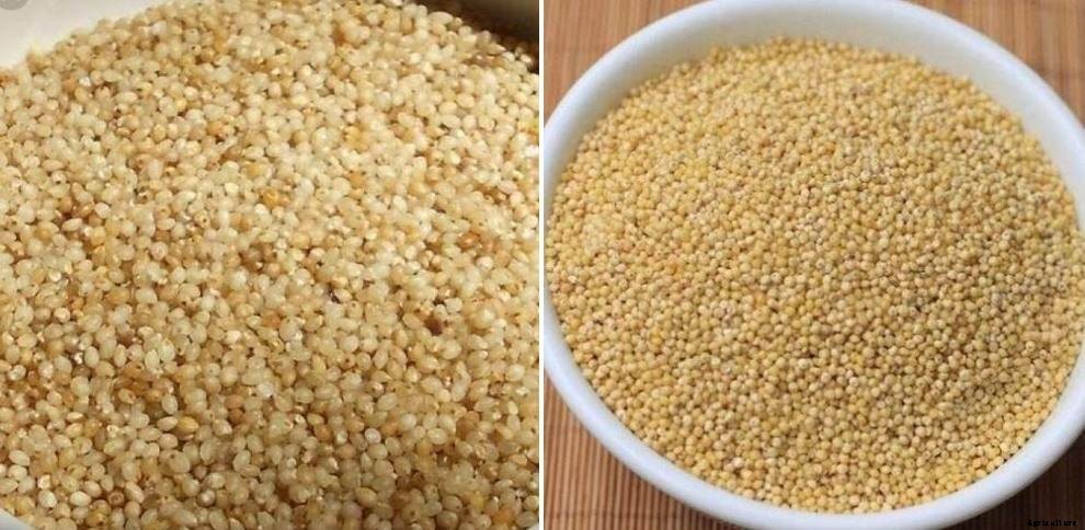 Barnyard Millet Farming – Production Practices