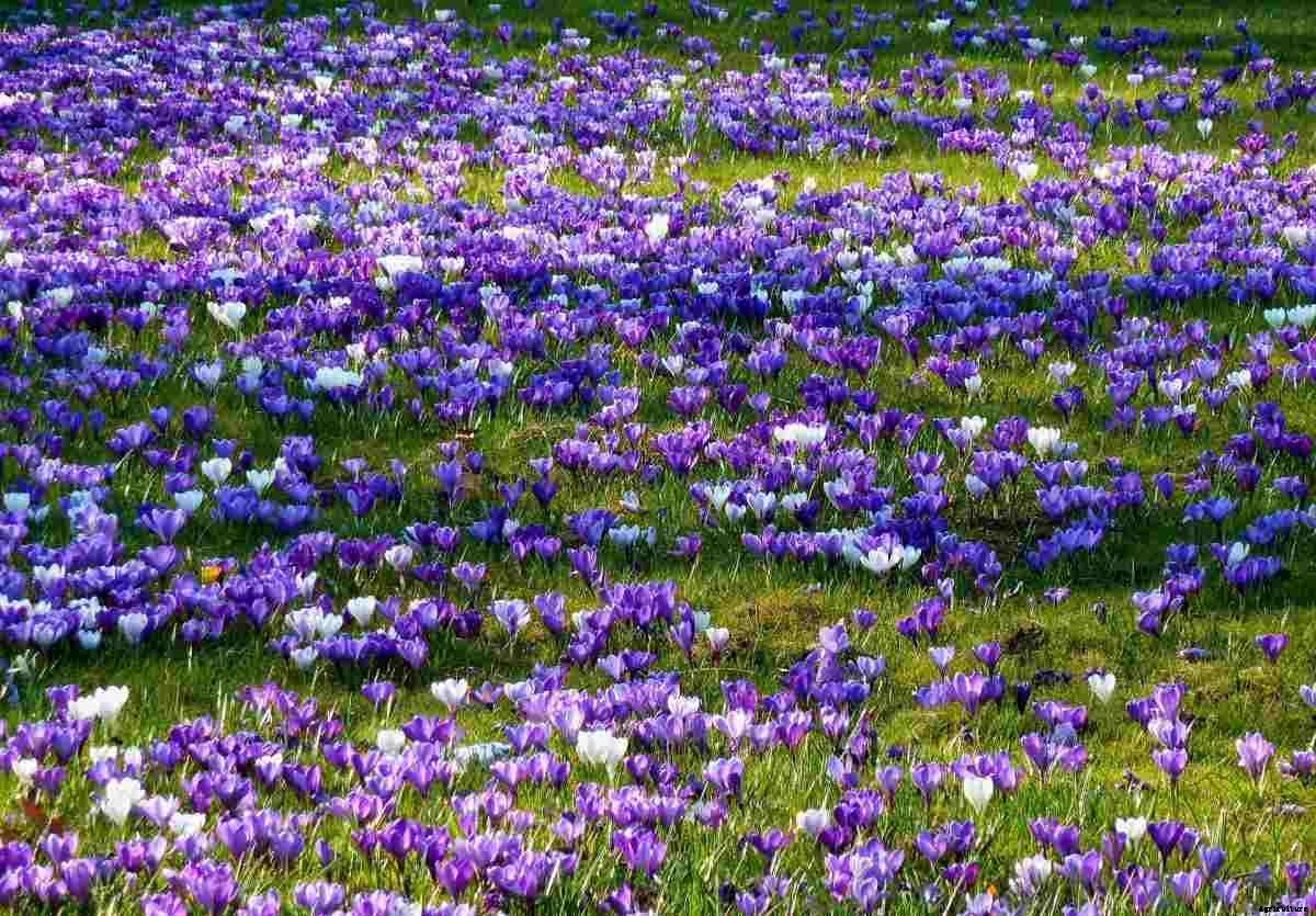 Organic Saffron Farming (Kesar), And Production Practices