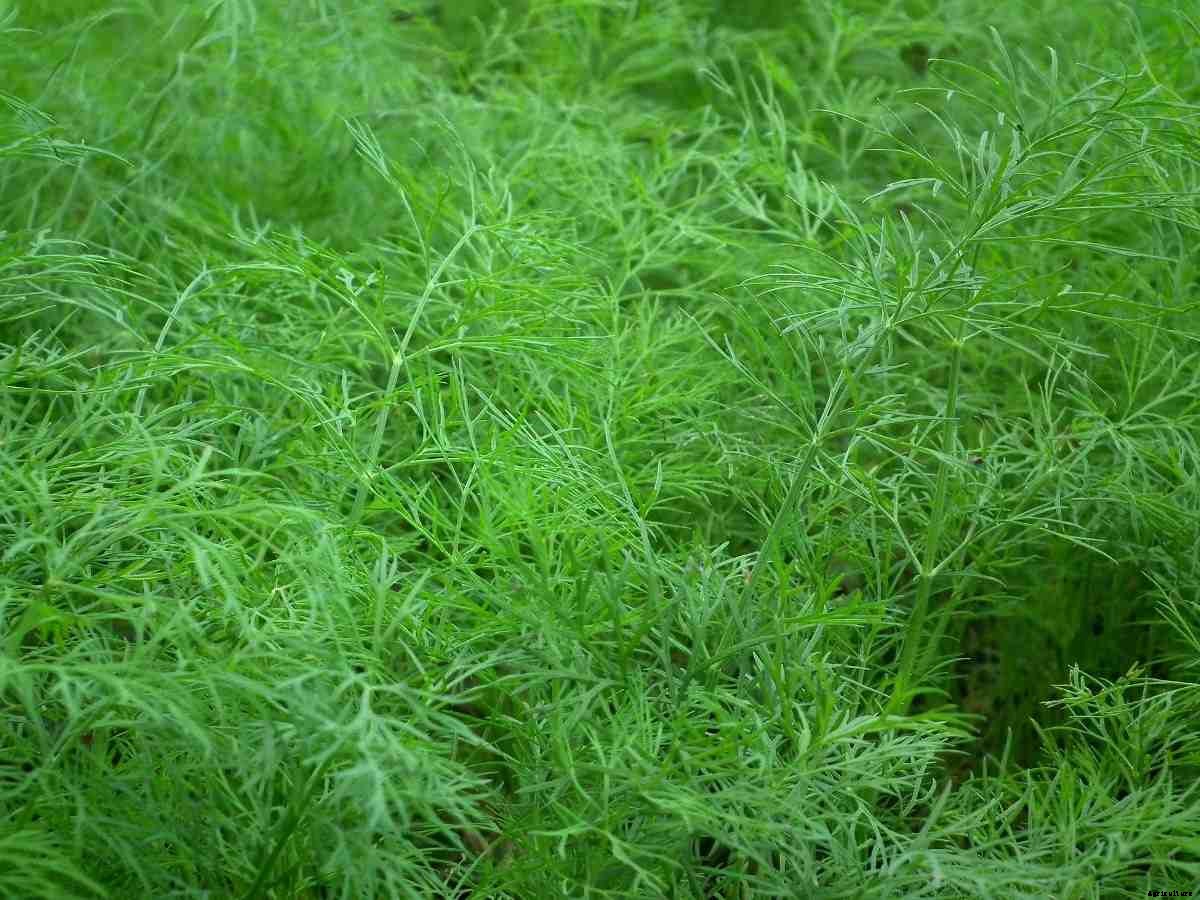 Growing Organic Dill, And Planting Guide