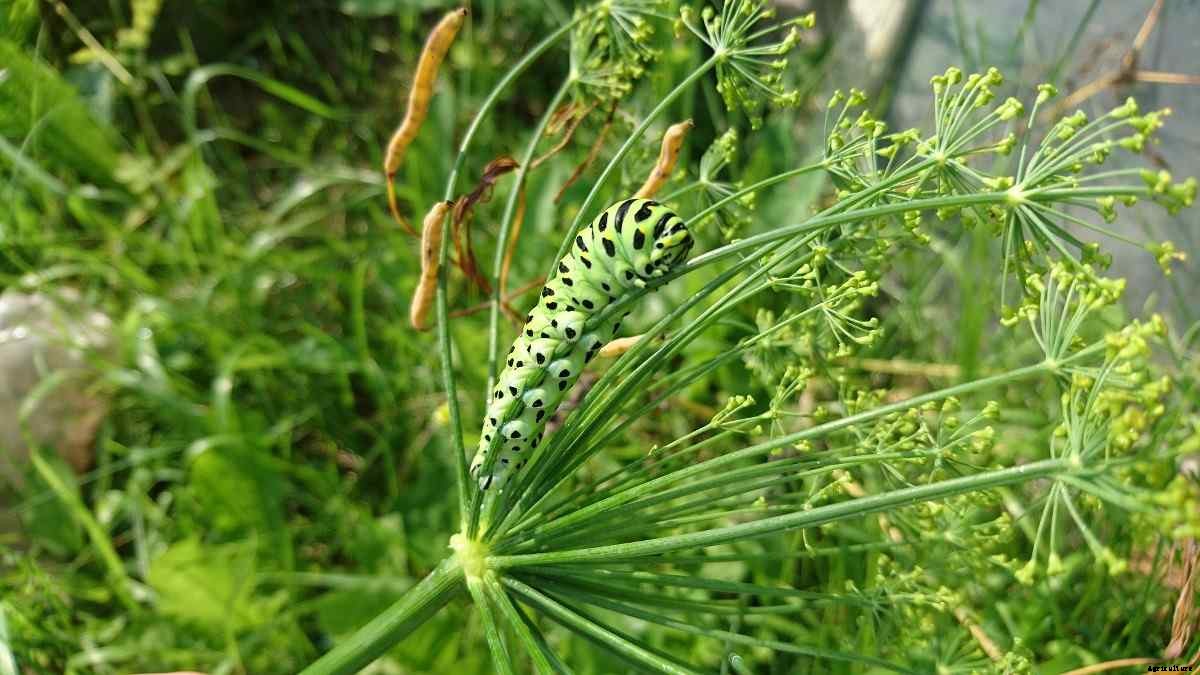 Growing Organic Dill, And Planting Guide