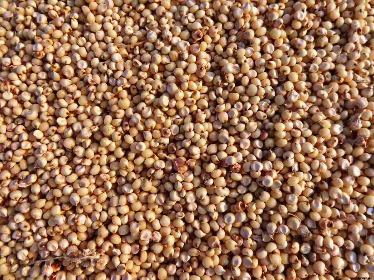 Organic Sorghum Farming (Jowar), Production Process