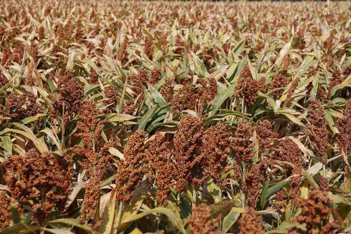 Organic Sorghum Farming (Jowar), Production Process
