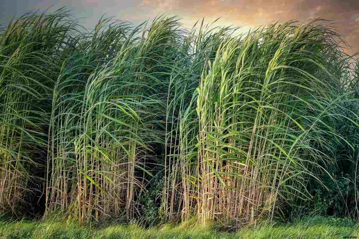 Organic Sugarcane Farming, Production Practices