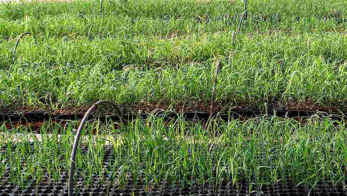 Organic Sugarcane Farming, Production Practices