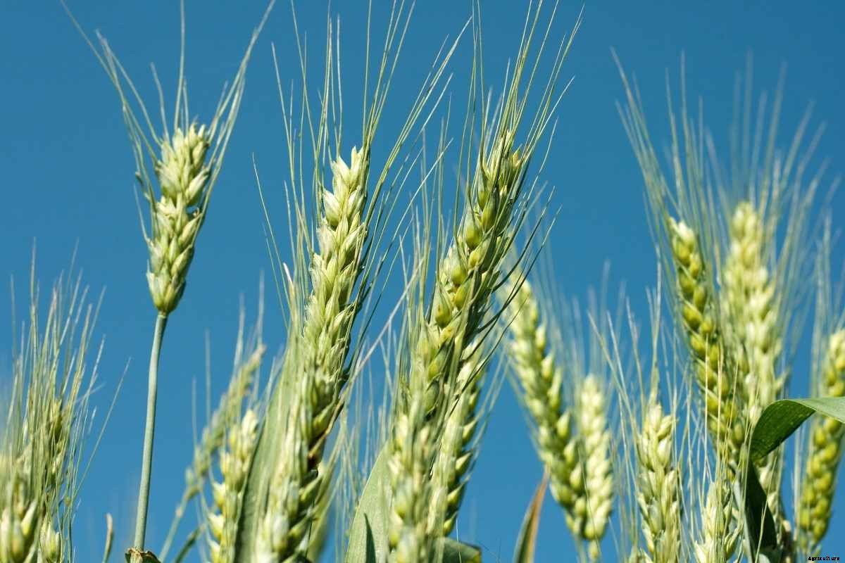 Organic Wheat Farming, Production Practices