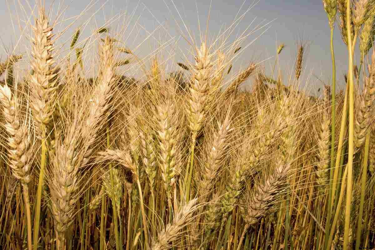 Organic Wheat Farming, Production Practices