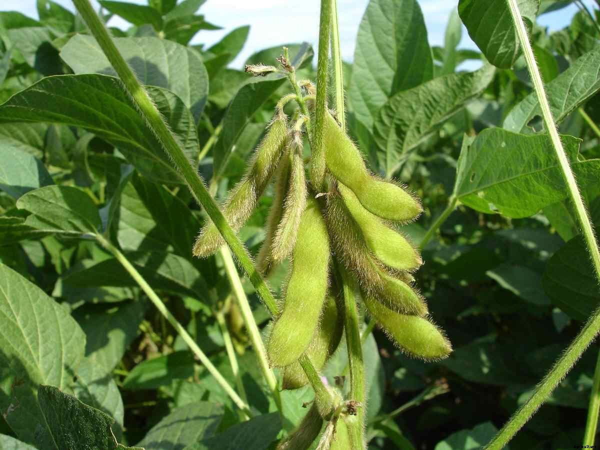 Organic Soybean Farming, Production Process