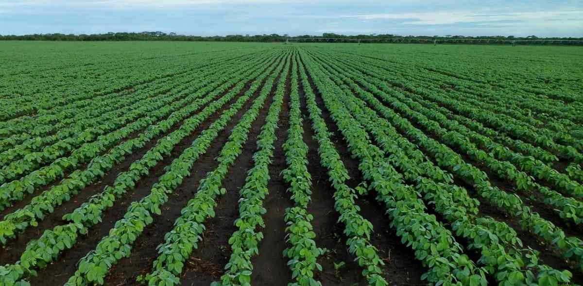Organic Soybean Farming, Production Process
