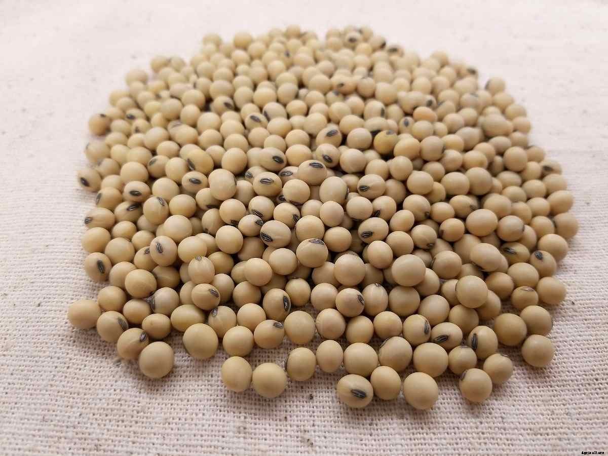 Organic Soybean Farming, Production Process