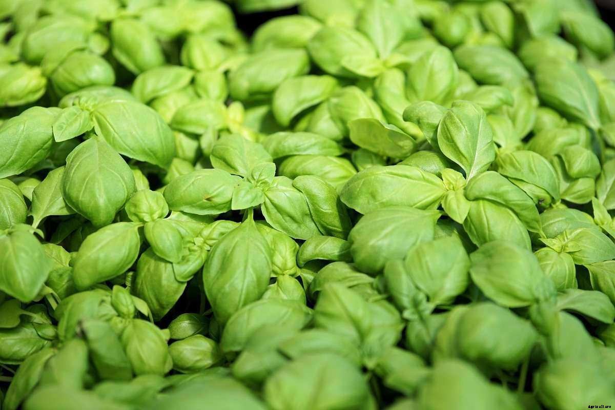 Hydroponic Basil Farming, Growing, Cultivation Practices